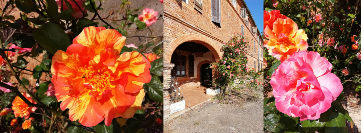 Karma Yoga / embellissement du lieu le dimanche 22 juin
